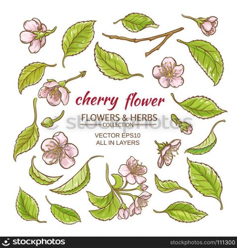 cherry flowers vector set. cherry flowers vector set on white background
