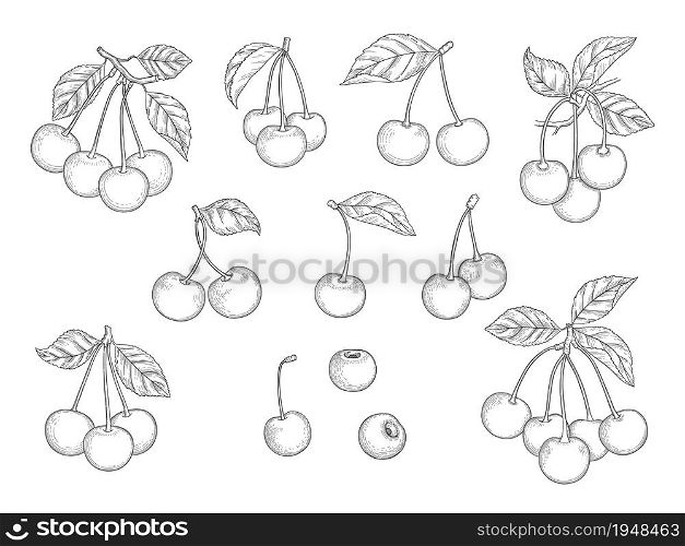 Cherry set. Hand drawn natural healthy fruits vector illustrations set. Sweet branch vitamin, natural dessert sketch fruits. Cherry set. Hand drawn natural healthy fruits vector illustrations set