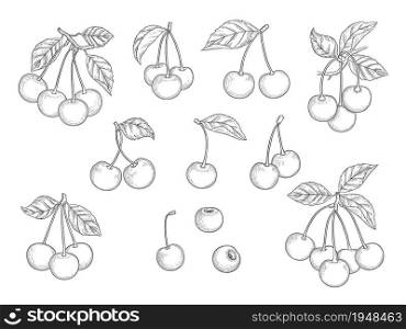 Cherry set. Hand drawn natural healthy fruits vector illustrations set. Sweet branch vitamin, natural dessert sketch fruits. Cherry set. Hand drawn natural healthy fruits vector illustrations set