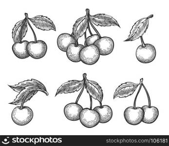 Cherry sketch icons set. Cherry sketch. Vector engraved or hand drawn dessert cherry wild berries isolated on white background
