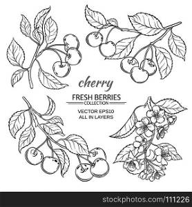 cherry sketch set. cherry flowers and berries vector set on white background