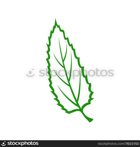 Chestnut or elm leaf isolated outline icon. Vector green organic leafage element, part of tree. Elm or chestnut leaf isolated vector