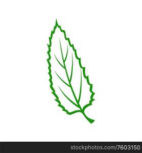 Chestnut or elm leaf isolated outline icon. Vector green organic leafage element, part of tree. Elm or chestnut leaf isolated vector