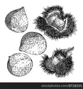 chestnut set hand drawn. chestnut food, season nut, shell raw chestnut vector sketch. isolated black illustration. chestnut set sketch hand drawn vector