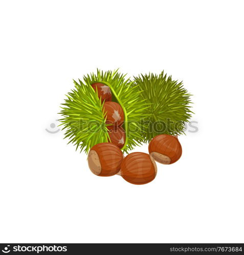 Chestnuts isolated healthy snack. Vector edible raw roasted sweet chestnut Castanea sativa, peeled green spines shell with healthy organic nuts. Edible asian or american chestnuts, protein super food. American chestnut isolated edible super food snack