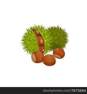 Chestnuts isolated healthy snack. Vector edible raw roasted sweet chestnut Castanea sativa, peeled green spines shell with healthy organic nuts. Edible asian or american chestnuts, protein super food. American chestnut isolated edible super food snack