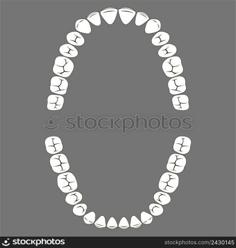 chewing surface of human teeth upper and lower jaw, vector tooth for dental clinic
