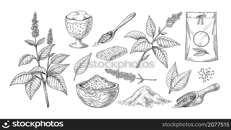 Chia seed sketch. Hand drawn plant twigs with flowers. Vegetarian superfood concept in sack and pile. Culinary botanical ingredient for desserts and cookies. Vector organic raw grains engraving set. Chia seed sketch. Hand drawn plants with flowers. Vegetarian superfood concept in sack and pile. Culinary botanical ingredient for desserts and cookies. Vector organic grains engraving set