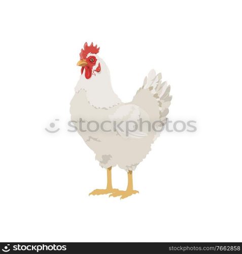 Chicken bird icon, farm agriculture hen poultry, vector domestic fowl. White chicken hen farm bird and food product or butcher shop isolated symbol. Chicken bird icon, farm agriculture hen poultry