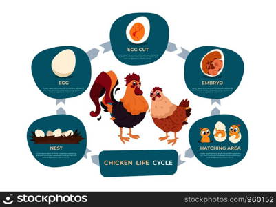 Chicken life cycle. Chicken and rooster cartoon infographic with life steps from nest egg to embryo baby and grown hen. Vector images set chart development bird in nature. Chicken life cycle. Chicken and rooster cartoon infographic with life steps from nest egg to embryo baby and grown bird. Vector set