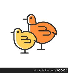 Chicks RGB color icon. Small fluffy newborn birds. Yellow baby chicken. Commercial poultry raising in incubator. Livestock husbandry. Isolated vector illustration. Simple filled line drawing. Chicks RGB color icon