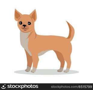 Chihuahua dog breed flat design vector. Purebred pet. Domestic friend and companion animal illustration. For pet shop ad, animalistic hobby concept, breeding illustration. Cute canine portrait. Chihuahua Dog Breed Vector Flat Design Illustration. Chihuahua Dog Breed Vector Flat Design Illustration