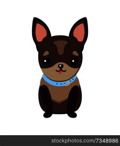 Chihuahua puppy with collar of blue color, dog of tiny breed with tongue sticking out, domestic pet vector illustration isolated on white background. Chihuahua Puppy with Collar Vector Illustration