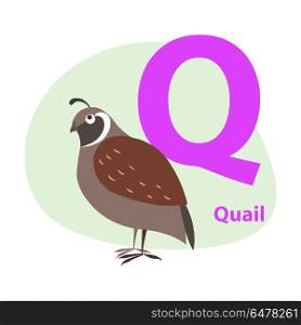 Children ABC with cute animal cartoon vector. English letter Q with funny quail flat illustration isolated on white background. Zoo alphabet with bird and caption for preschool education, kids books. Zoo ABC Letter with Cute Quail Cartoon Vector. Zoo ABC Letter with Cute Quail Cartoon Vector