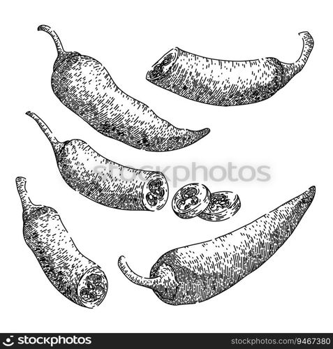 chili pepper set hand drawn. chilli paprika, organic spice, chile ripe chili pepper vector sketch. isolated black illustration. chili pepper set sketch hand drawn vector