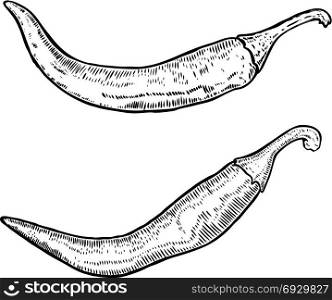 Chili peppers in engraving style. Design element for poster, card, banner. Vector illustration