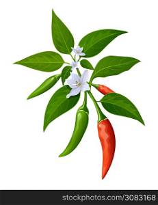 Chili peppers red and green fresh with leaves and flower chili realistic design, isolated on white background, Eps 10 vector illustration