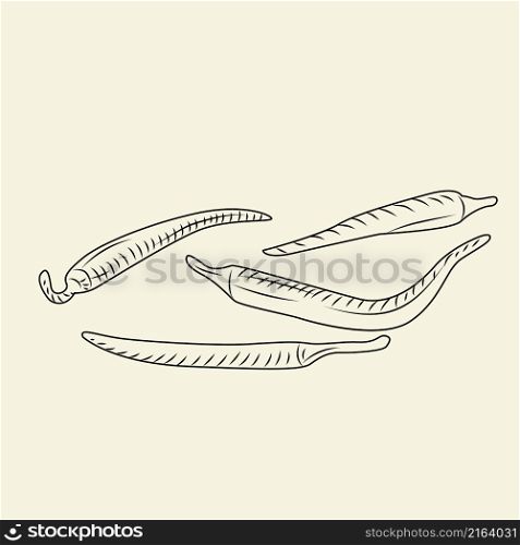 Chilly pepper isolated vector illustration. Hot pepper Engraving vintage style.. Chilly pepper isolated vector illustration. Hot pepper