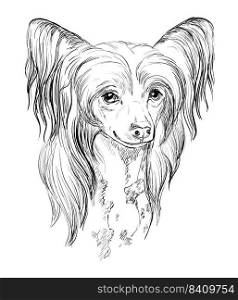 Chinese Crested hand drawing dog vector isolated illustration on white background. Realistic cute funny dog looking into the camera. For print, design, T-shirt, sublimation, decor, coloring, poster. Poodle hand drawing dog vector isolated illustration