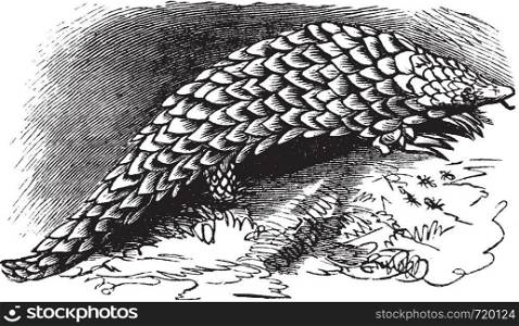 Chinese Pangolin or Manis pentadactyla, vintage engraving. Old engraved illustration of Chinese Pangolin.