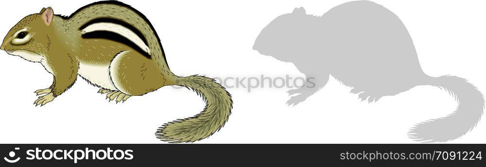 Chipmunk
