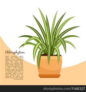 Chlorofitum indoor plant in pot banner template, vector illustration. Chlorofitum plant in pot banner