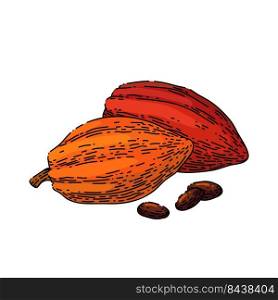 chocolate cocoa hand drawn vector. cacao chocolate, plant tree, fruit pod, seed leaf chocolate cocoa sketch. isolated color illustration. chocolate cocoa sketch hand drawn vector