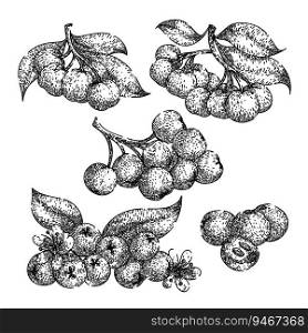 chokeberry aronia set hand drawn. plant berry, nature leaf, ripe autumn chokeberry aronia vector sketch. isolated black illustration. chokeberry aronia set sketch hand drawn vector