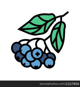 chokeberry berry branch color icon vector. chokeberry berry branch sign. isolated symbol illustration. chokeberry berry branch color icon vector illustration