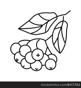 chokeberry berry branch line icon vector. chokeberry berry branch sign. isolated contour symbol black illustration. chokeberry berry branch line icon vector illustration
