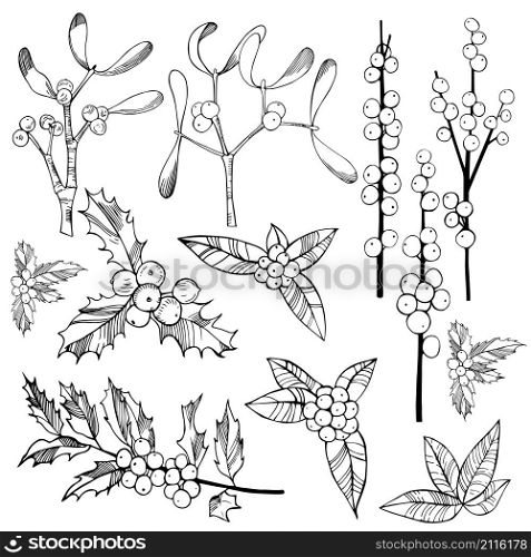 Christmas berries set. Vector hand-drawn illustration.. Christmas plants set.