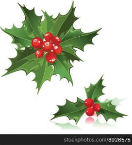 Christmas flower holly berry vector image