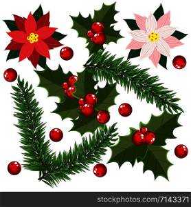 Christmas set of traditional design items, spruce branches, Christmas poinsettia, red berries. Vector illustration on white background