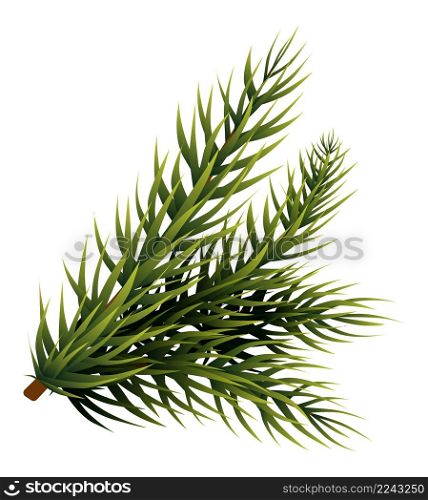 Christmas tree branch. Holiday green plant decoration isolated on white background. Christmas tree branch. Holiday green plant decoration