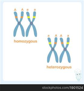 Chromosome banner. Homozygous and heterozygous hromosome stock vector illustration for healthcare, for education, for medicine, for web, for print