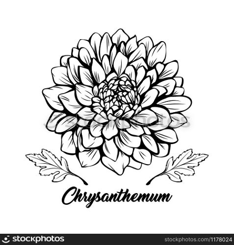 Chrysanthemum black and white vector illustration. Beautiful golden daisy flower, elegant blooming bud decorative freehand drawing. Botany, floristry banner design element with calligraphy. Chrysanthemum hand drawn vector illustration