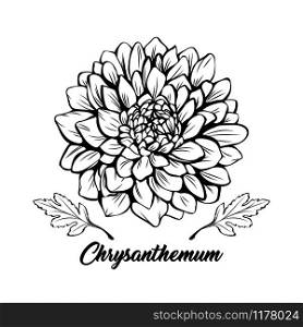 Chrysanthemum black and white vector illustration. Beautiful golden daisy flower, elegant blooming bud decorative freehand drawing. Botany, floristry banner design element with calligraphy. Chrysanthemum hand drawn vector illustration