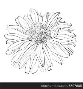 Chrysanthemum flower on white background. Vector illustration.