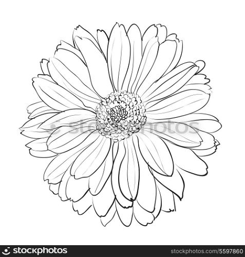Chrysanthemum flower on white background. Vector illustration.