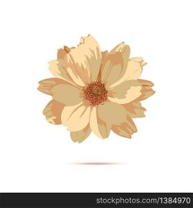 Chrysanthemum flower. Vector floral illustration with isolated yellow plants. Golden-daisy. Dried flowers . Chrysanthemum flower. Vector floral illustration with isolated y