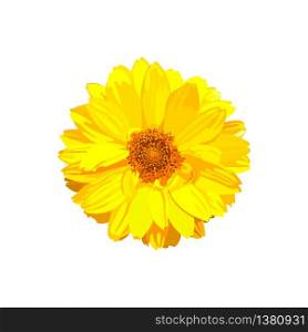Chrysanthemum flower. Vector floral isolated colorful yellow plant. Golden-daisy.. Chrysanthemum flower. Vector floral isolated colorful yellow pla