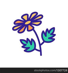 chrysanthemum icon vector. chrysanthemum sign. color isolated symbol illustration. chrysanthemum icon vector outline illustration