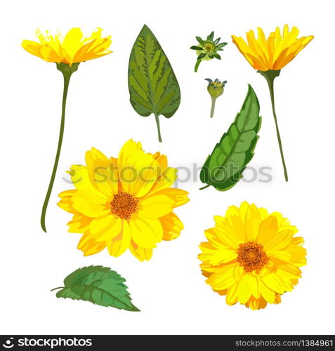 Chrysanthemums flowers. Vector floral set with isolated colorful yellow plants. Golden-daisy.. Chrysanthemums flowers. Vector floral set with isolated yellow p