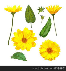 Chrysanthemums flowers. Vector floral set with isolated colorful yellow plants. Golden-daisy.. Chrysanthemums flowers. Vector floral set with isolated yellow p