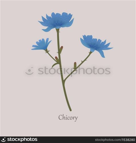 Cichorium intybus, chicory herbaceous plant with blue flowers. Chicory coffee substitute, a useful plant on a gray background.. Cichorium intybus, chicory herbaceous plant with blue flowers.