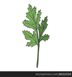 Cilantro isolated on white background. Vector illustration of fragrant green herbs in flat style. Cilantro isolated on white background. Vector illustration of fragrant green herbs in flat style.