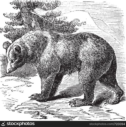 Cinnamon Bear (Ursus occidentalis), vintage engraved illustration.Trousset encyclopedia (1886 - 1891).