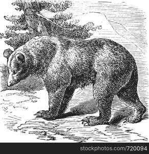 Cinnamon Bear (Ursus occidentalis), vintage engraved illustration.Trousset encyclopedia (1886 - 1891).