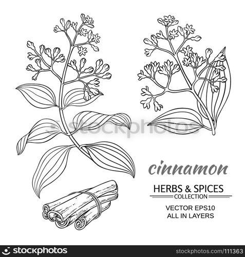 cinnamon vector set. cinnamon vector branches set on white background