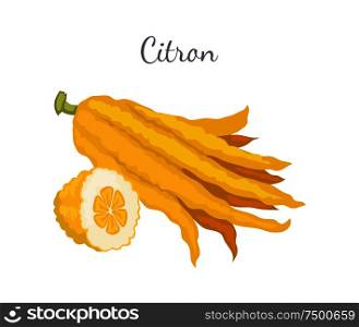 Citron exotic juicy large fragrant citrus fruit whole and cut vector isolated sign. Tropical edible food, dieting vegetarian icon full of vitamins. Citron Exotic Juicy Large Fragrant Citrus Fruit